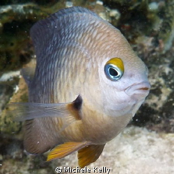 Damselfish protecting his reef from that lady with the ca... by Michele Kelly 